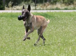 Kong hond Extreme rubber “S”, zwart