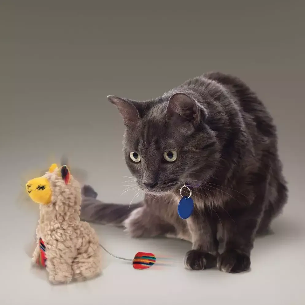 Kong kat Softies, buzzy llama.