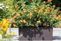 Lantana camara, orange (Wisselbloem)
