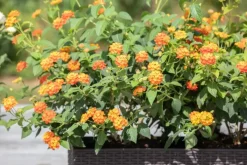 Lantana camara, orange (Wisselbloem)