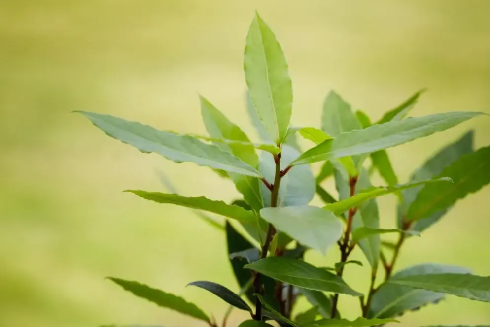 Laurus nobilis (Laurier)