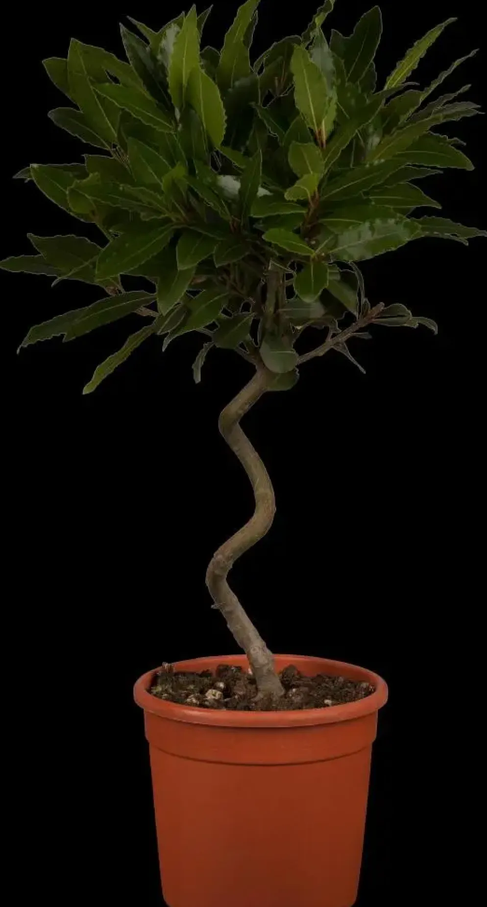 Laurus nobilis (Laurier)