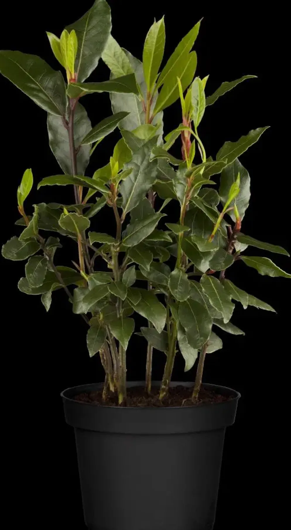 Laurus nobilis (Laurier)