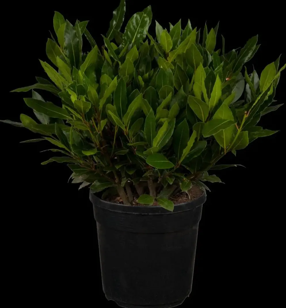 Laurus nobilis (Laurier)