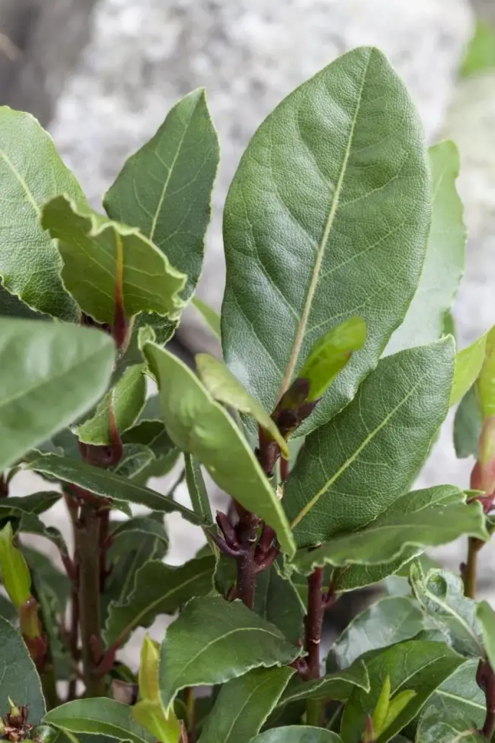 Laurus nobilis (Laurier)