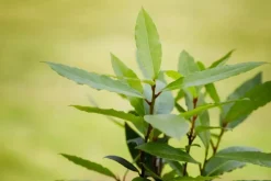 Laurus nobilis (Laurier)
