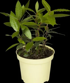 Laurus nobilis (Laurier)