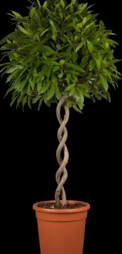 Laurus nobilis (Laurier)