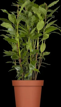 Laurus nobilis (Laurier)