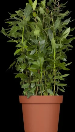 Laurus nobilis (Laurier)