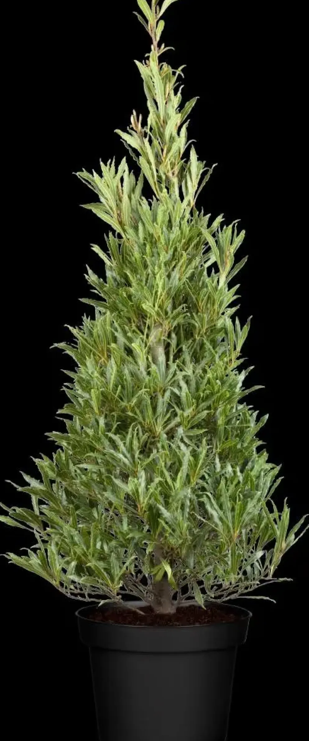 Laurus nobilis (Laurier)