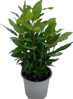 Laurus nobilis, Zylinder (Laurier)