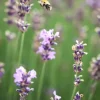 Lavandula angustifolia 'Munstead' (Lavendel)