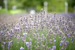 Lavandula angustifolia 'Munstead' (Lavendel)