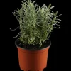 Lavandula angustifolia (Spijklavendel)