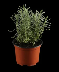 Lavandula angustifolia (Spijklavendel)
