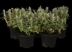 Lavandula angustifolia (Spijklavendel)