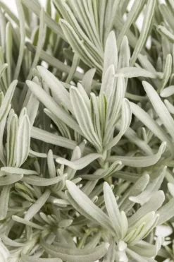 Lavandula angustifolia (Spijklavendel)