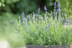 Lavandula angustifolia (Spijklavendel)