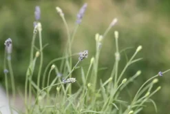 Lavandula angustifolia (Spijklavendel)