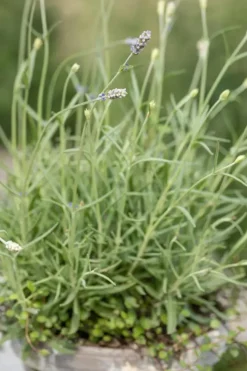 Lavandula angustifolia (Spijklavendel)