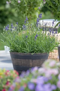 Lavandula angustifolia (Spijklavendel)