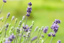 Lavandula angustifolia (Spijklavendel)