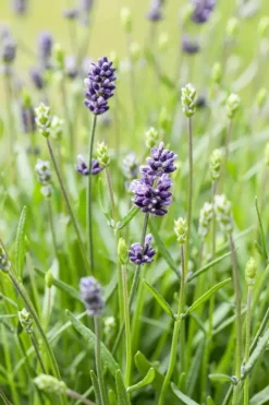 Lavandula angustifolia (Spijklavendel)