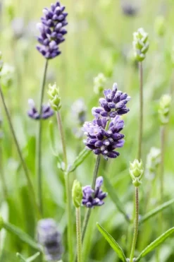 Lavandula angustifolia (Spijklavendel)