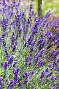 Lavandula angustifolia (Spijklavendel)