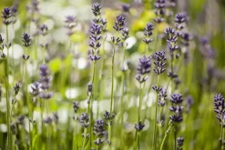 Lavandula angustifolia (Spijklavendel)