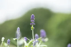 Lavandula angustifolia (Spijklavendel)