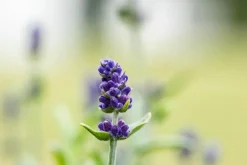 Lavandula angustifolia (Spijklavendel)