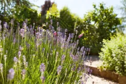 Lavandula angustifolia (Spijklavendel)