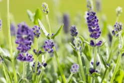 Lavandula angustifolia (Spijklavendel)