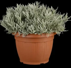 Lavandula angustifolia (Spijklavendel)