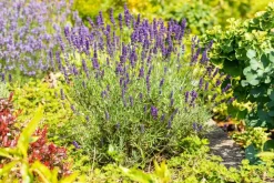 Lavandula angustifolia (Spijklavendel)