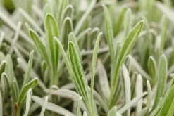 Lavandula angustifolia (Spijklavendel)
