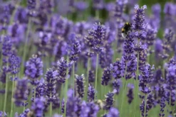 Lavandula angustifolia (Spijklavendel)