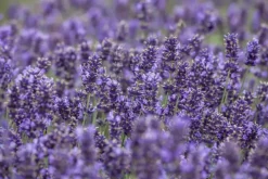 Lavandula angustifolia (Spijklavendel)