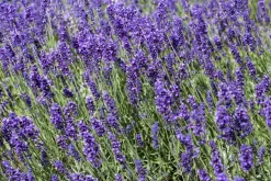 Lavandula angustifolia (Spijklavendel)