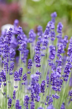 Lavandula angustifolia (Spijklavendel)
