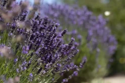 Lavandula angustifolia (Spijklavendel)