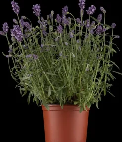 Lavandula angustifolia (Spijklavendel)