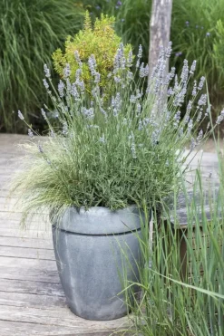 Lavandula angustifolia (Spijklavendel)