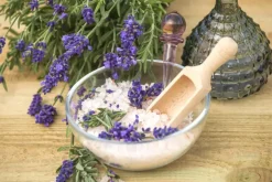 Lavandula angustifolia (Spijklavendel)