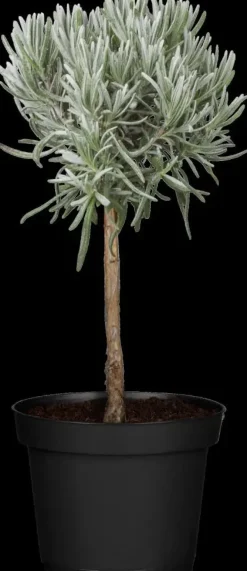 Lavandula angustifolia (Spijklavendel)