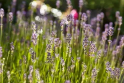 Lavandula angustifolia (Spijklavendel)