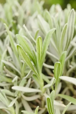 Lavandula angustifolia (Spijklavendel)