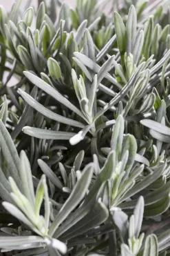 Lavandula angustifolia (Spijklavendel)